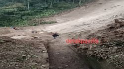 Saluran Irigasi Wae Cecu Rusak, Warga Bergerak Sendiri Tanpa Penanganan Pemerintah