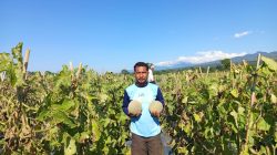 Desa Bea Ngencung Bersiap Menjadi Sentra Buah dan Hortikultura Manggarai Timur