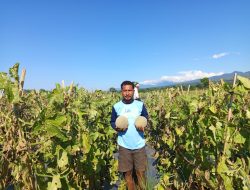 Desa Bea Ngencung Bersiap Menjadi Sentra Buah dan Hortikultura Manggarai Timur