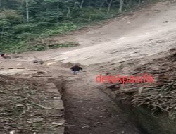 Saluran Irigasi Wae Cecu Rusak, Warga Bergerak Sendiri Tanpa Penanganan Pemerintah